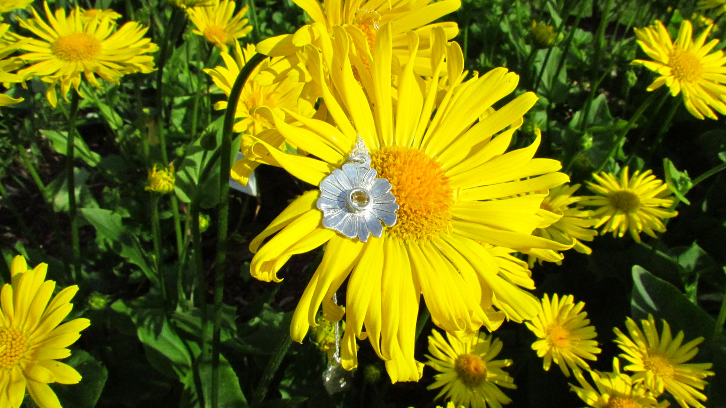 Daisy