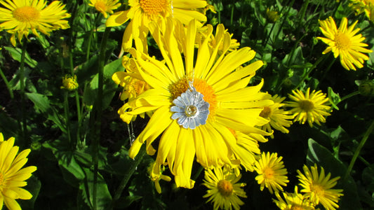 Daisy